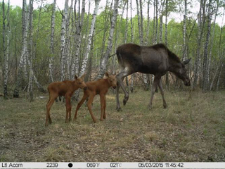 Illustration for article titled Wildlife Is Making a Comeback at Chernobyl — Now That People Have Left